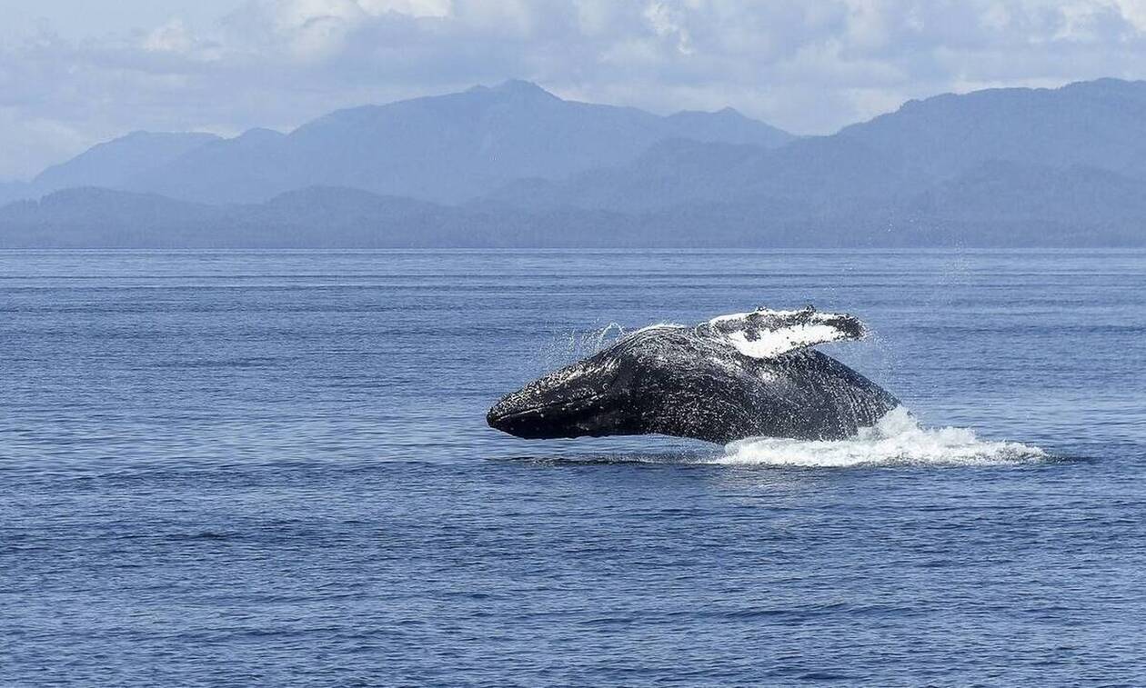 humpback-whale-436118_1920