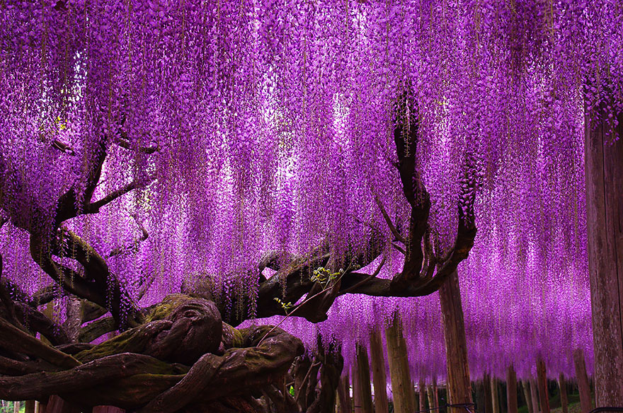 oldest-wisteria-tree-ashikaga-japan-2