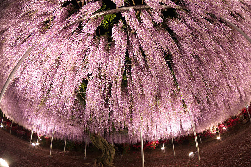 oldest-wisteria-tree-ashikaga-japan-9