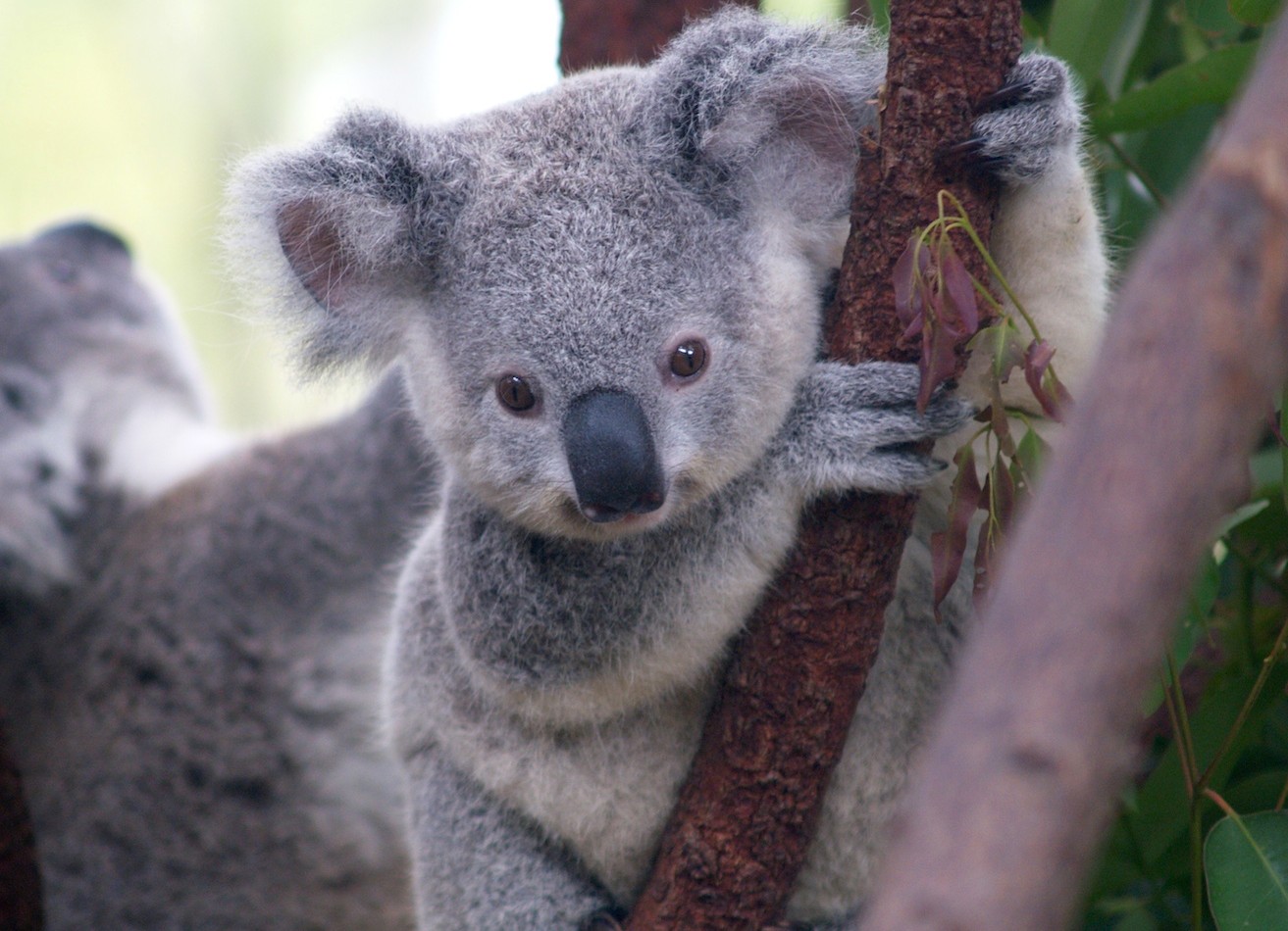 Cutest_Koala~2