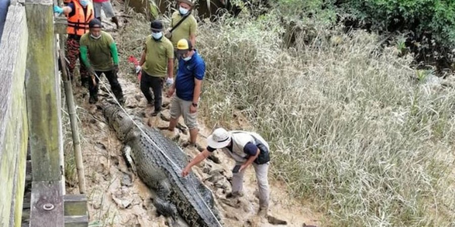 crocodile-Malaysia