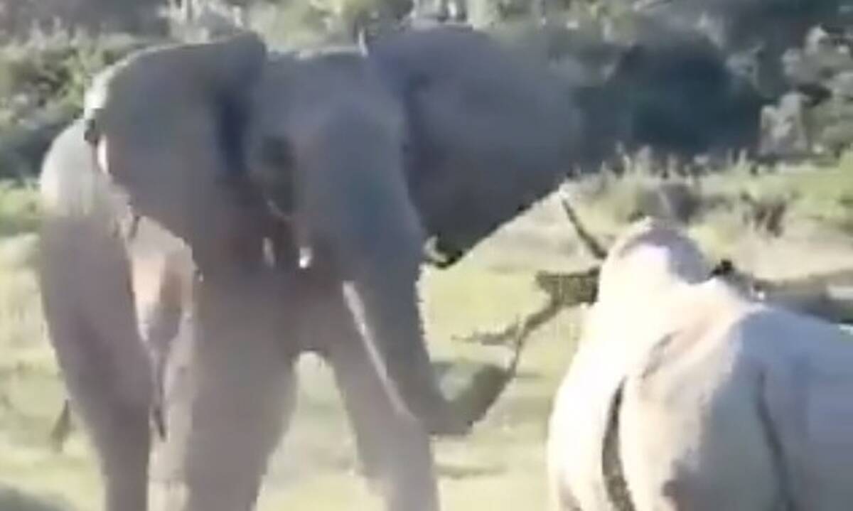 elephantrino