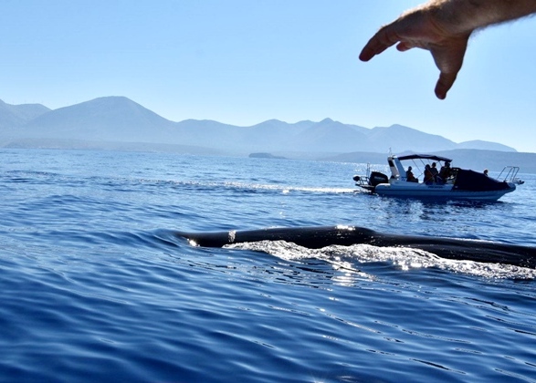 Σπάνιο θέαμα – Φάλαινα φυσητήρας μήκους 20 μέτρων στη Μάνη! (ΦΩΤΟ) –  Makeleio.gr