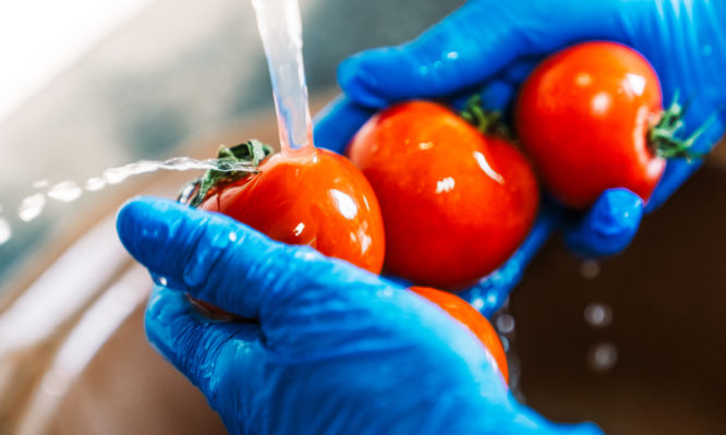 Hands with blue latex gloves disinfecting tomatoes to decontaminate the fruit from coronavirus. Washing the fruit with water and lye to remove viruses.