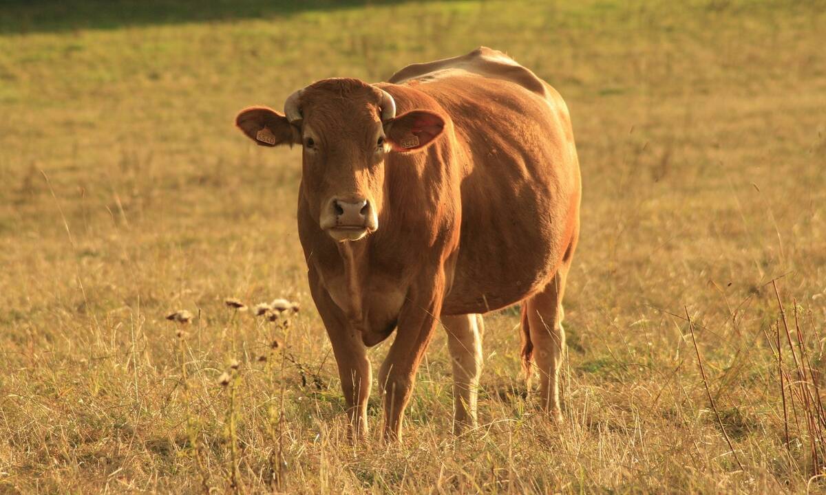 cow-2071551_1920