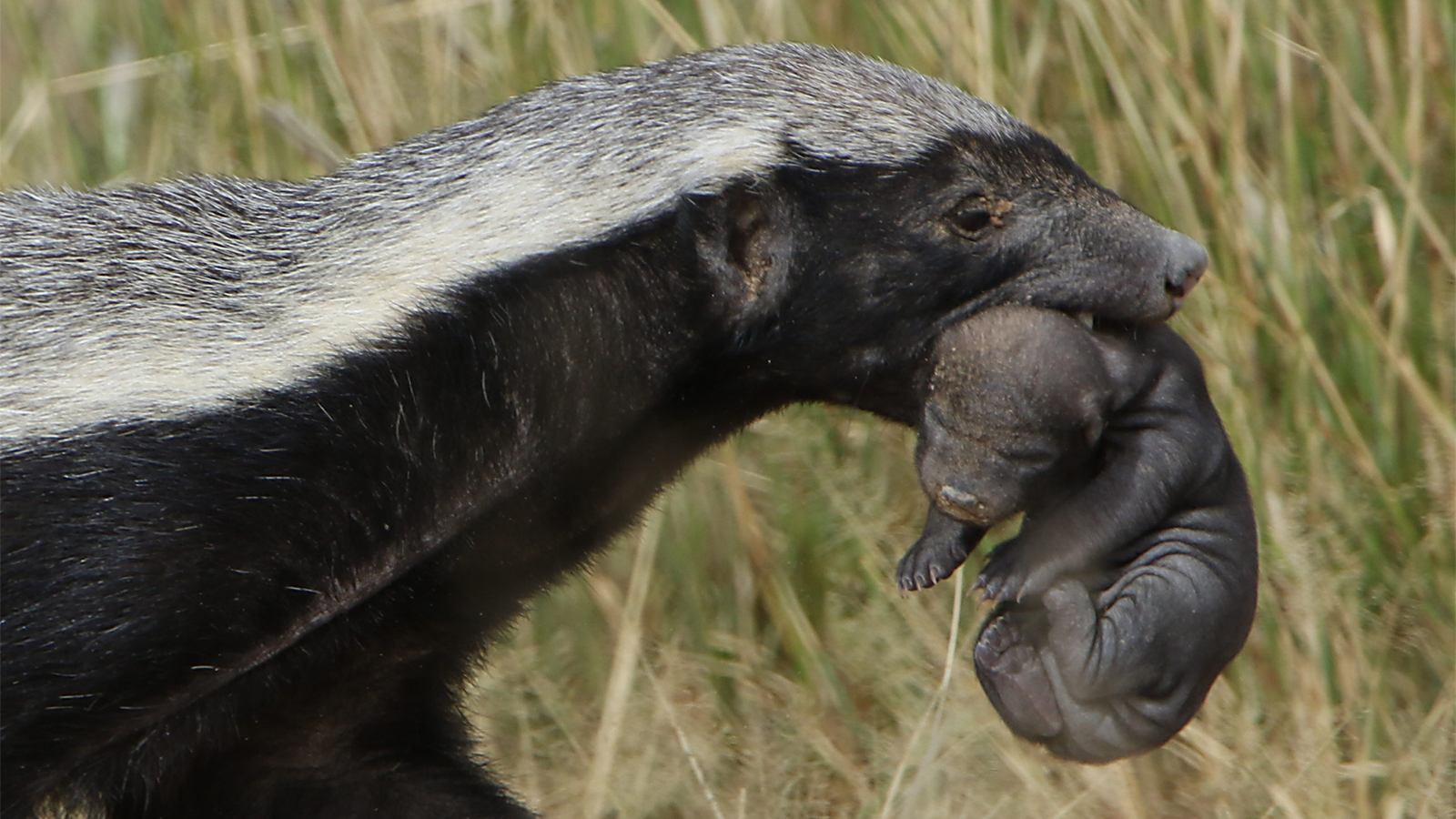 Honey badger, Mellivora capensis, carrying young pup in her mout