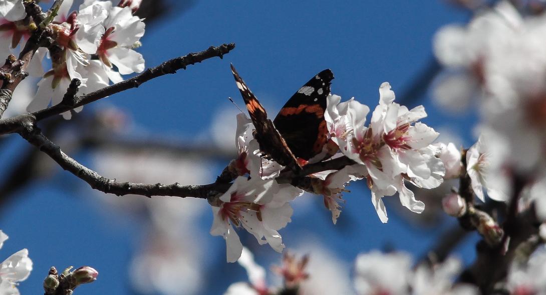 Καιρός: Σπάνιο φαινόμενο στην Ελλάδα – Καλοκαίρι μέσα στο χειμώνα με υψηλές  θερμοκρασίες – Makeleio.gr