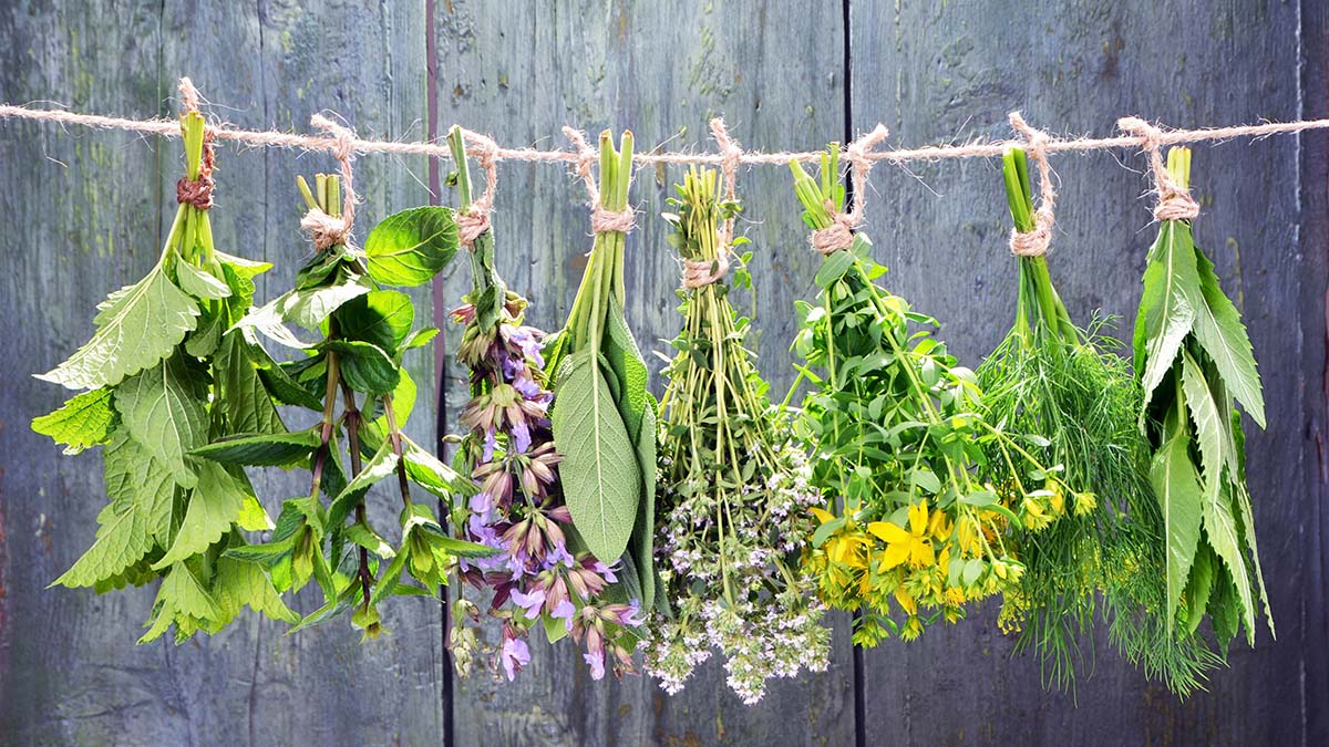 Set of fresh herbs hanging  over wooden vintage background