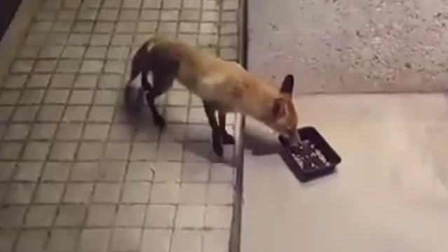 fox0