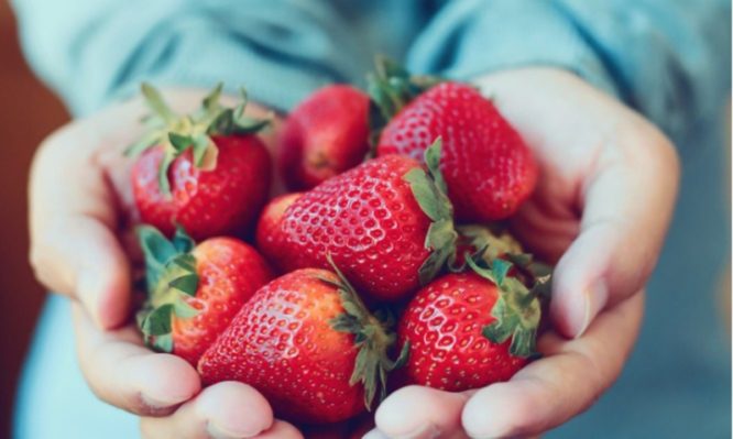 holding-fresh-strawberry-picture-id825490296-666x399