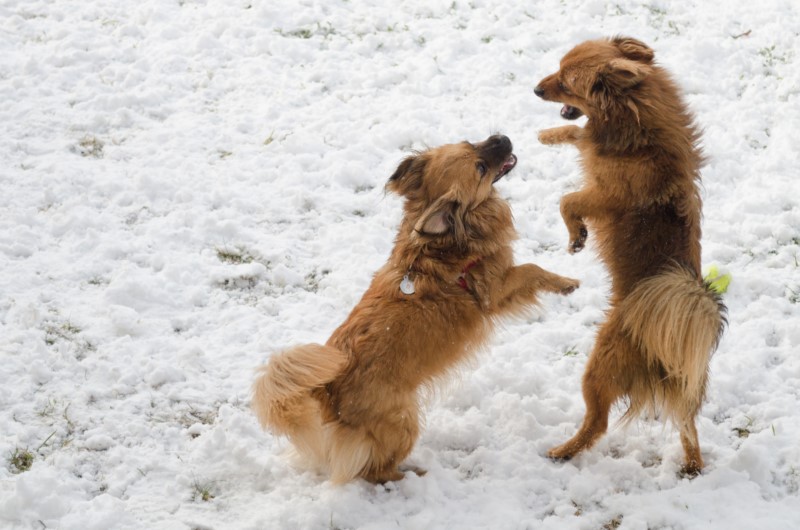 Happy,Dogs,Playing,In,The,Snow