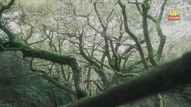 μυστηριώδες δάσος με τα δέντρα που χορεύουν