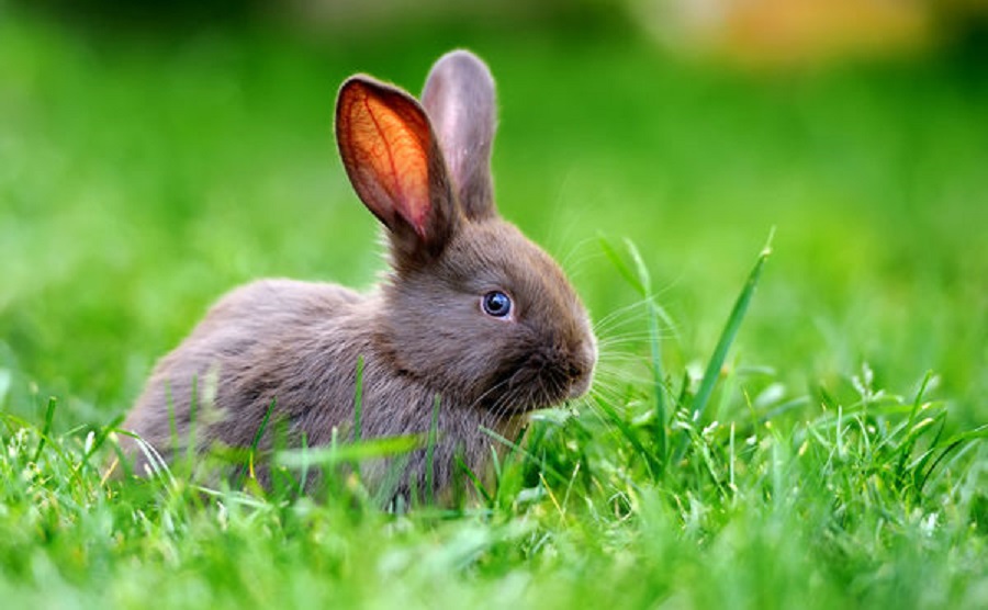 38031017 - little rabbit on green grass in summer day