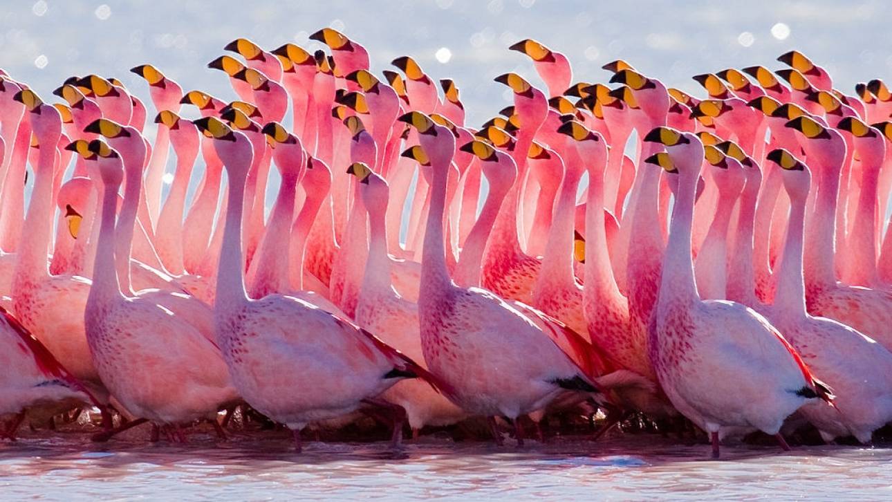 1024px-Jamess_Flamingo_mating_ritual