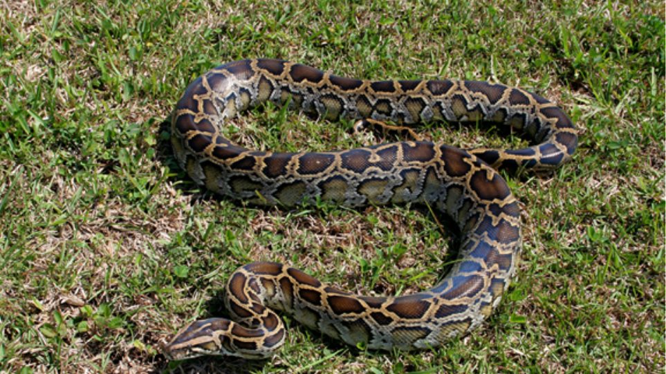 python-usa