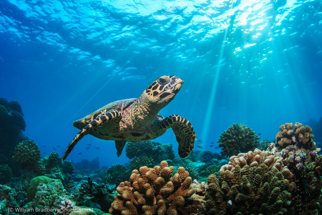 морские-черепахи