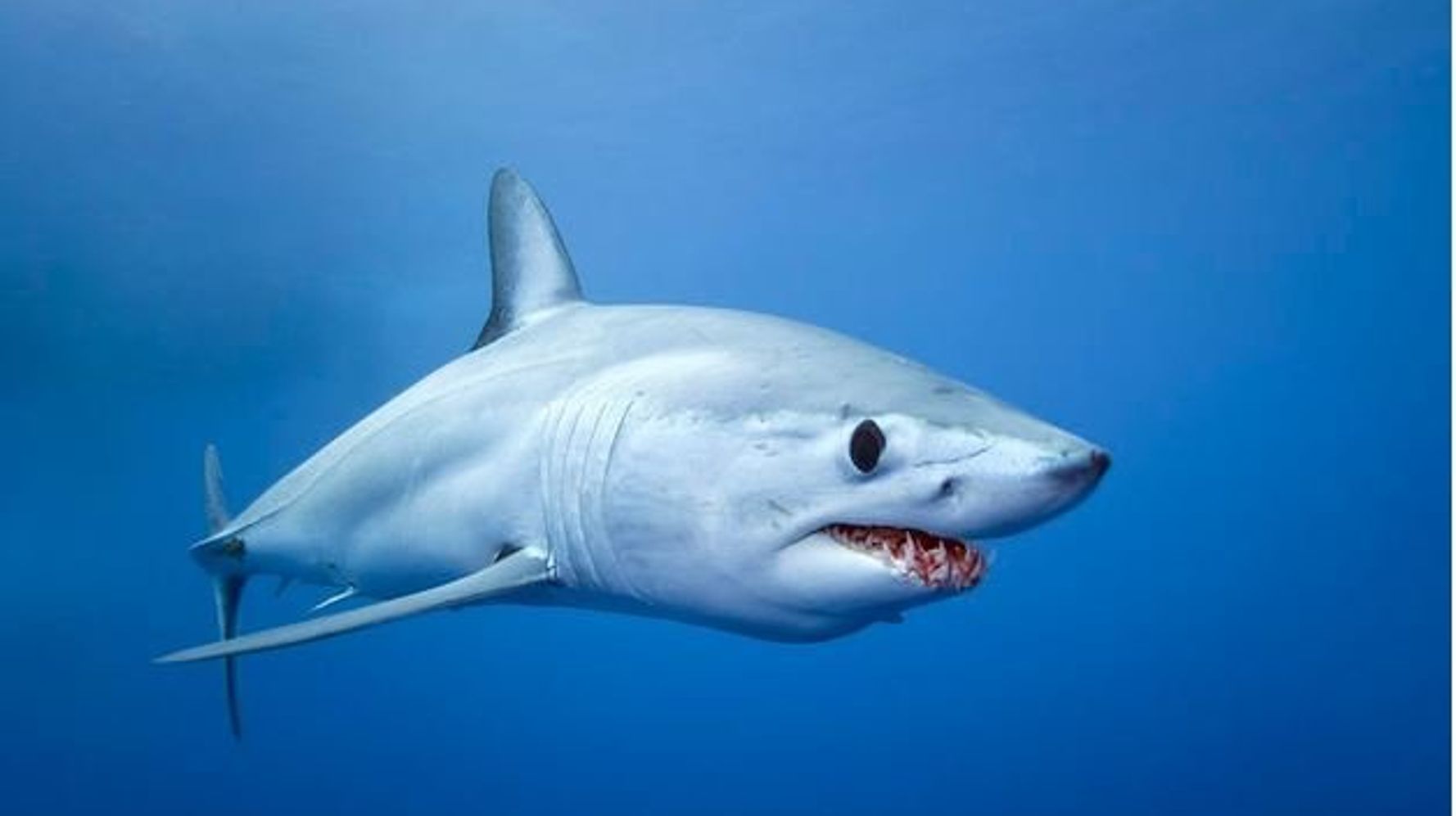 Акула мако опасна ли для человека. Акула мако. Серо голубая акула мако. Сельдевая акула мако. Акула-мако (серо-голубая акула).