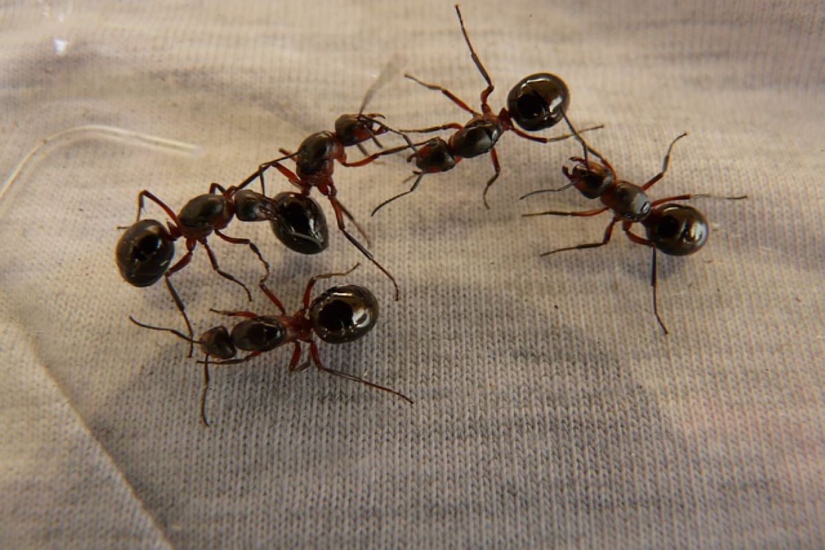 wood-ant-queens-gb416ee7f0_640