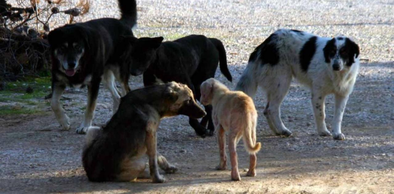 αδέσποτα σκυλιά