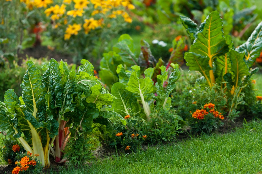 Beautiful,Garden,With,Leafy,Vegetables,And,Bright,Colored,Flowers