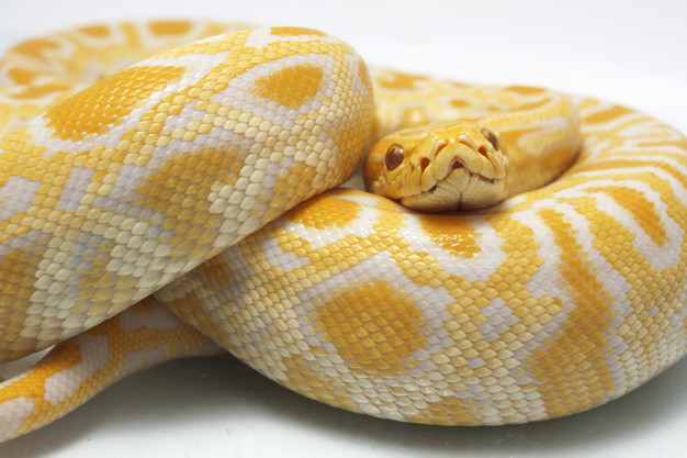 snake-albino-burmese-python-isolated-white-background_262958-632