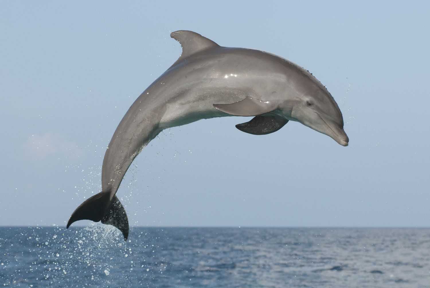 atlantic-bottlenose-dolphin--jumping-high-during-a-dolphin-training-demonstration-154724035-59ce93949abed50011352530