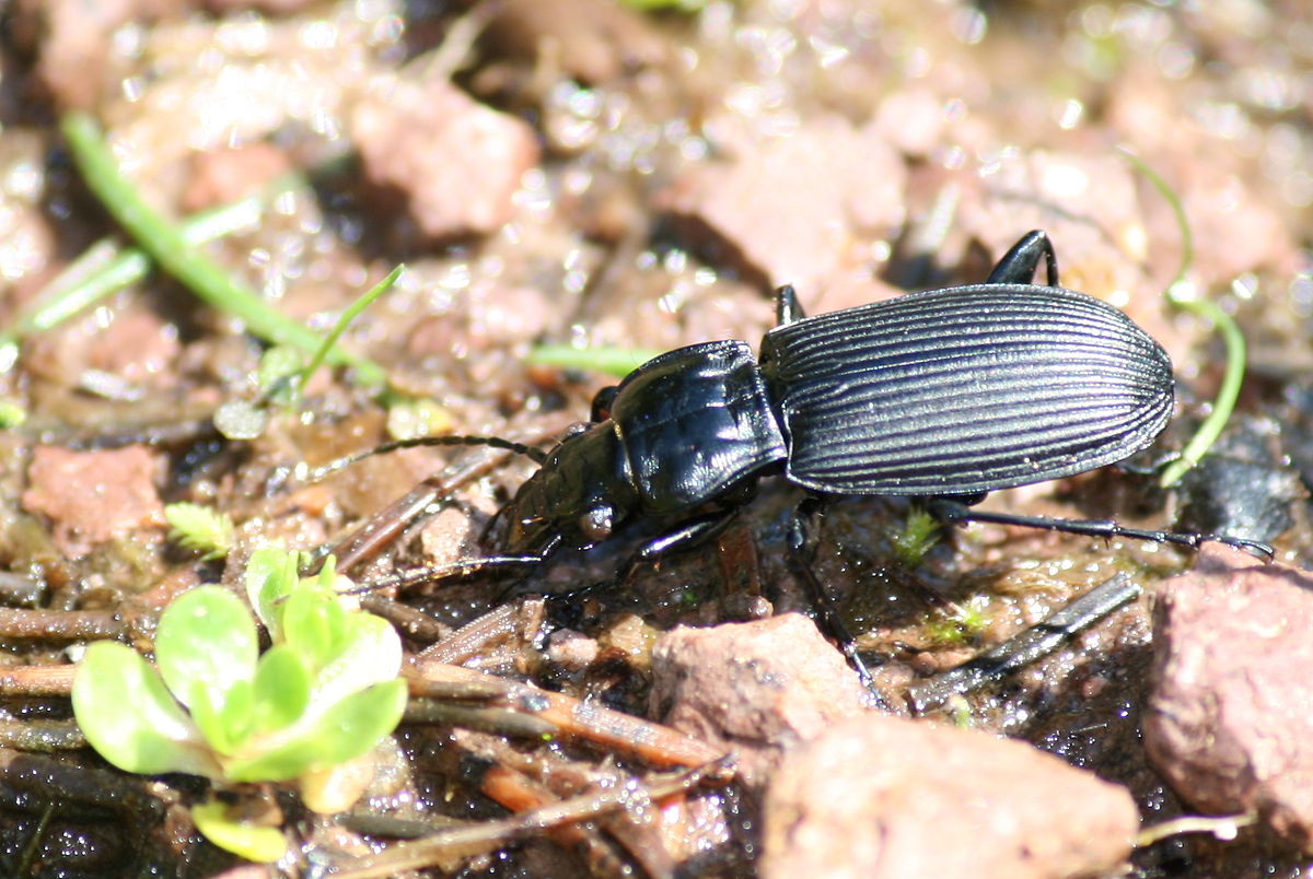 Beetle_in_Thuringia_Germany