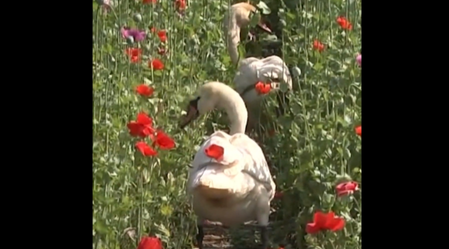 Swans go to … a detoxification clinic!  They were addicted to opium, “stuck” in a field of poppies