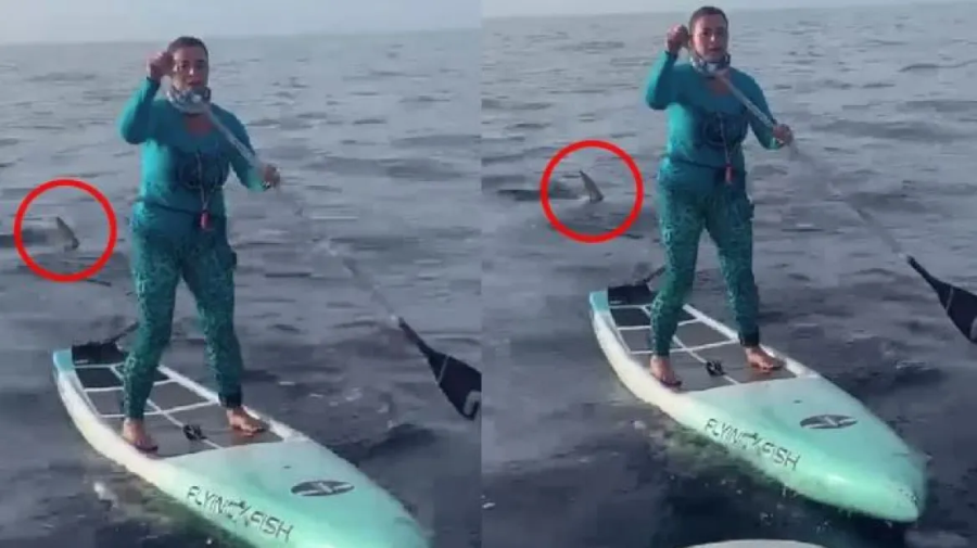 Horror of a Florida woman – she was followed by a shark when she was on a board outside – Makeleio.gr