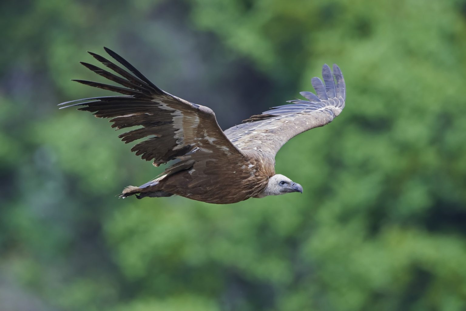 griffon-vulture-gyps-fulvus-P9NPBKW-1536x1024