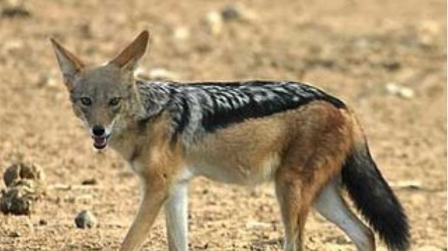 Туркменский шакал. Полосатый шакал. Обыкновенный шакал. Обыкновенный шакал детеныш. Карликовый шакал.