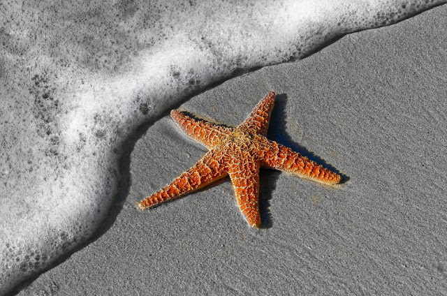 starfish-on-beach-sand--2