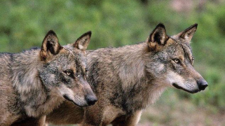 Εμφανίστηκαν λύκοι σε κατοικημένες περιοχές του Δήμου Δομοκού – Makeleio.gr