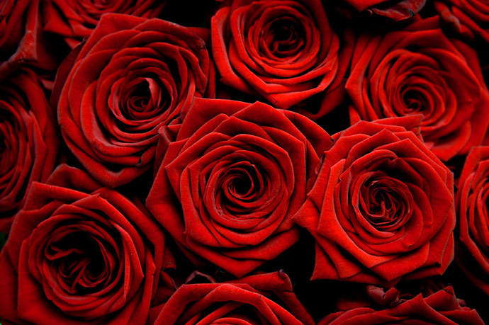 Red-roses-for-my-friend-roses-16610755-690-459