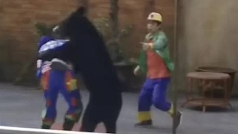 bear-circus