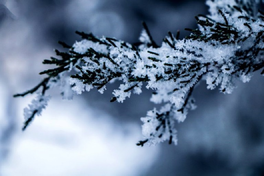 frozen-branch-tree-
