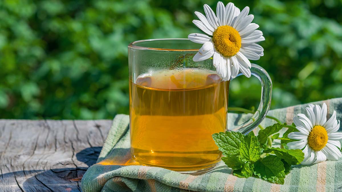 Soothing, medicinal tea made from the medicinal herb Melissa lemon Melissa officinalis and chamomile flowers in a glass glass on a wooden table. Close-up on the background of summer greenery, rustic s