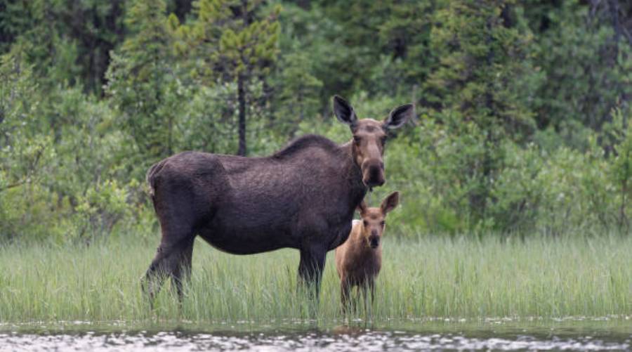 Cow and calf moose standing in weeds looking at camera